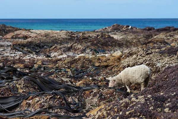 Ovejas alimentándose de Kelp gigante — Foto de Stock