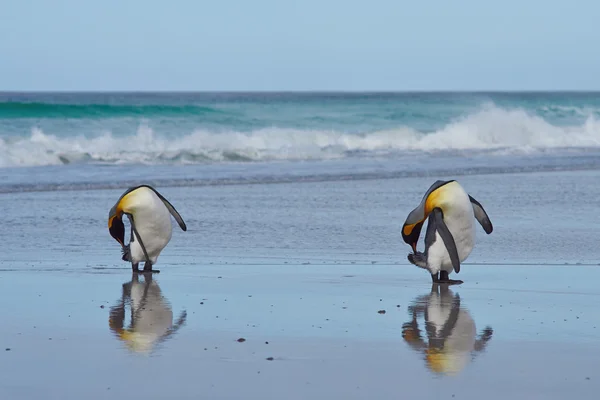 King pingviner putsar — Stockfoto