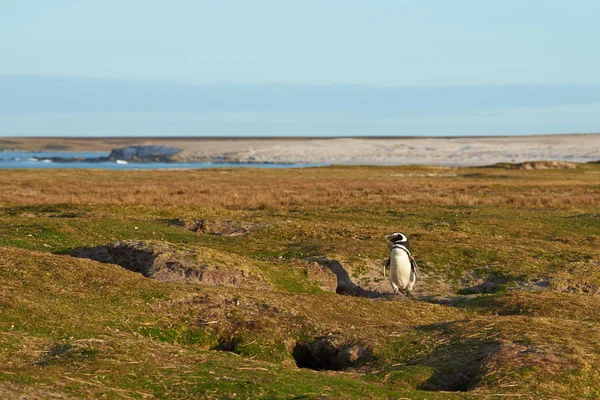 Pingüino de Magallanes en las Islas Malvinas — Foto de Stock