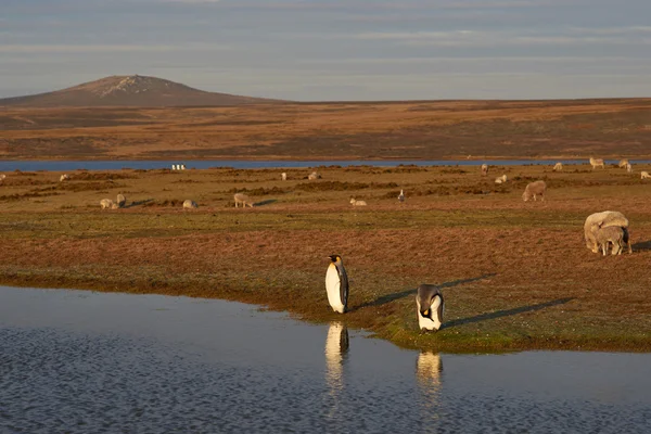 King Penguins en una granja de ovejas —  Fotos de Stock