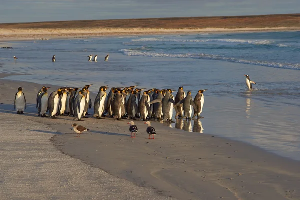 Група королівських пінгвінів — стокове фото