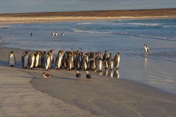 Groep voor koning Penguins — Stockfoto