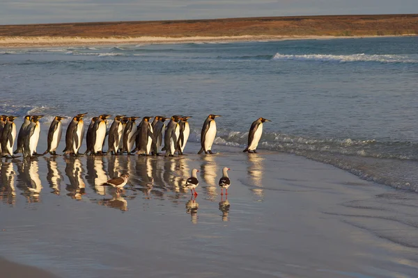 Rey pingüinos yendo al mar —  Fotos de Stock