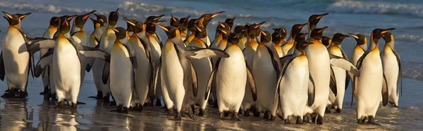Koning Penguins op Daybreak — Stockfoto
