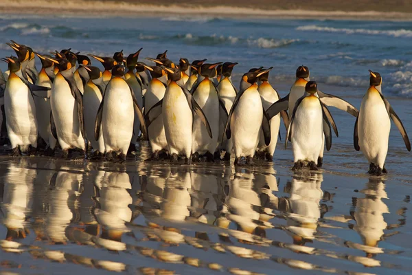 Pingüinos Rey al amanecer —  Fotos de Stock