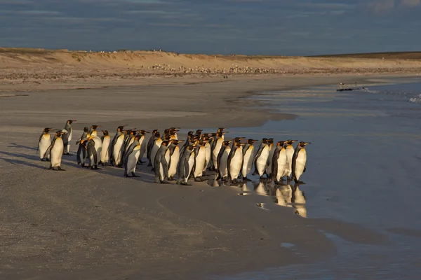 Koning Penguins naar zee — Stockfoto