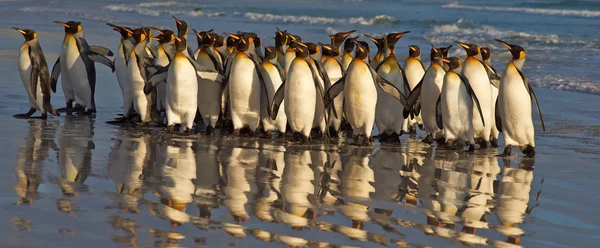 King Penguins at Daybreak — Stock Photo, Image