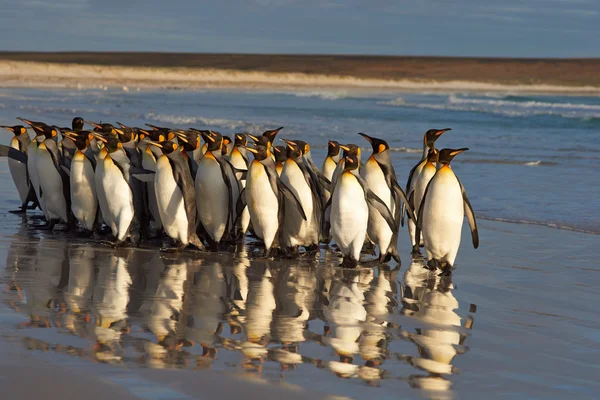 Koning Penguins op Daybreak — Stockfoto