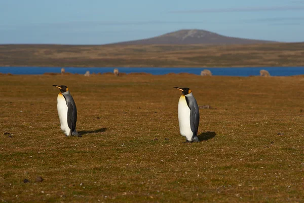 King Penguins and Sheep — Stock Photo, Image