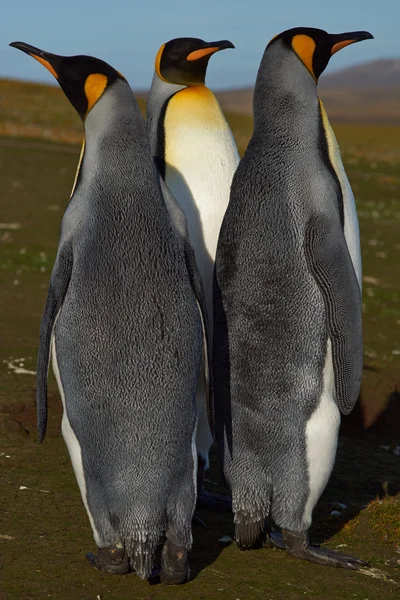 Trio of King Penguins — Stock Photo, Image