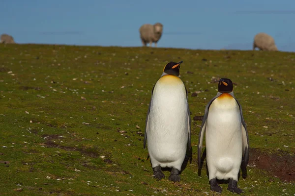 King Penguins en una granja de ovejas — Foto de Stock