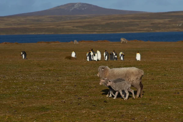 羊和国王企鹅 — 图库照片
