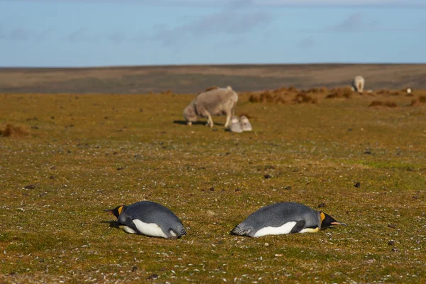 King Penguins en una granja de ovejas — Foto de Stock