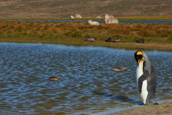 Rey pingüino en una granja de ovejas — Foto de Stock