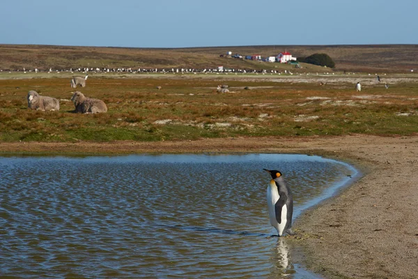 King Penguin on a Sheep Farm — Stock Photo, Image