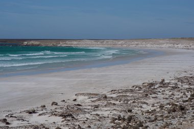 Gönüllü Burnu'ndaki plaj penguen