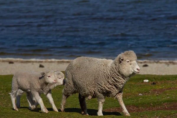 Sheep Farm on the Falkland Islands — 스톡 사진