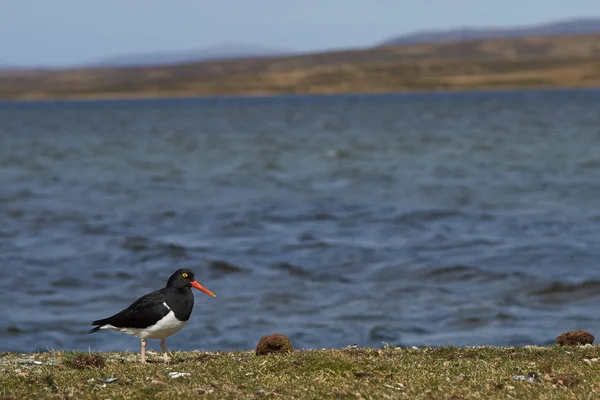 A Falkland-szigeteken a Magellán csigaforgató — Stock Fotó