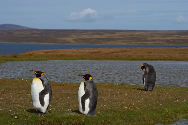 King Penguins on a Sheep Farm — Stock Photo, Image