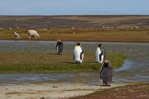 Koning Penguins op een schapenboerderij — Stockfoto