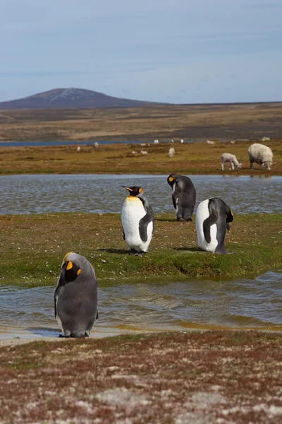 King Penguins en una granja de ovejas —  Fotos de Stock