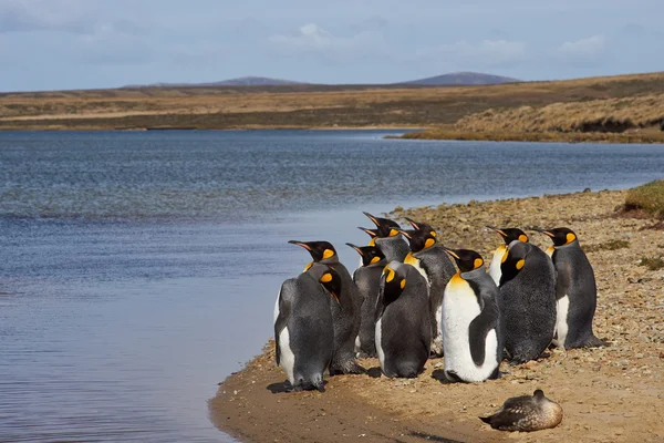 Koning Penguins Moulting — Stockfoto