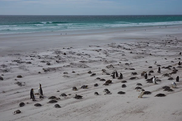 Παραλία πιγκουίνος σε σημείο εθελοντής — Φωτογραφία Αρχείου