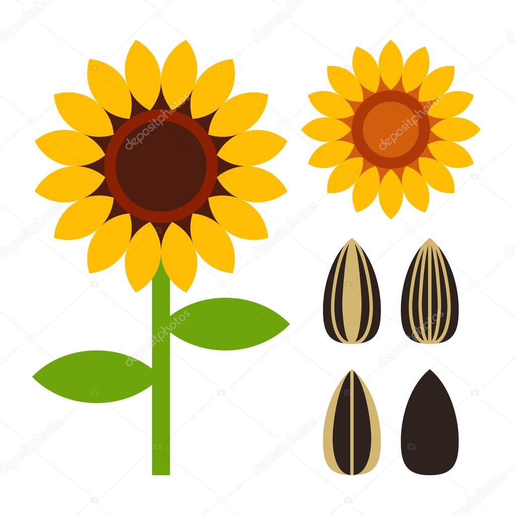 Sunflowers and seed symbol