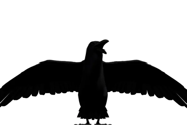 Черный ворон изолирован на белом фоне — стоковое фото