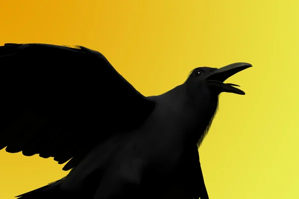 Corvo nero isolato su sfondo giallo — Foto Stock