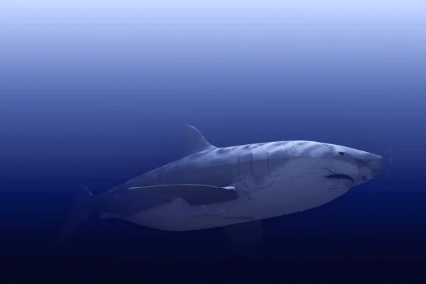 Illustration 3D du requin blanc — Photo