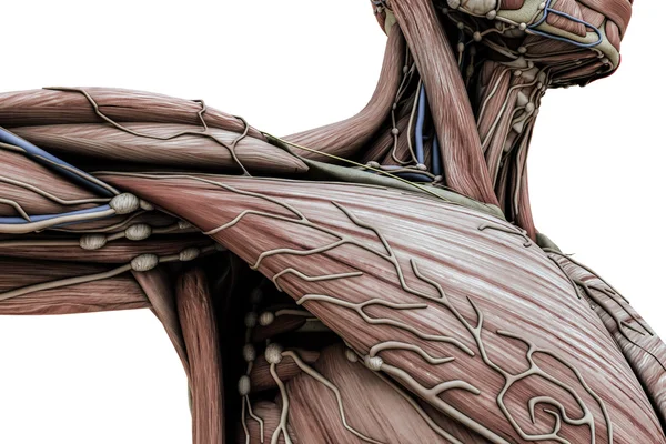 3D illustratie van een anatomische lichaam van de man, geïsoleerd op witte achtergrond — Stockfoto