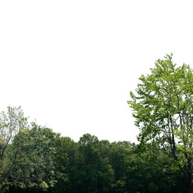 Beyaz arkaplanda izole edilmiş ağaçlar 3d illüstrasyon 