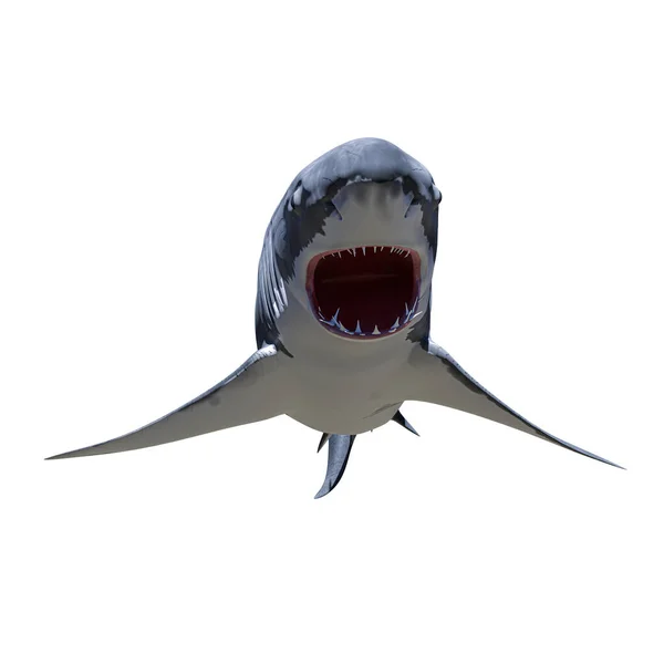 White Shark Isolated White Background Illustration — Stock Photo, Image