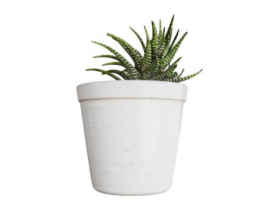 Beyaz arkaplanda izole edilmiş bir saksıda bitki. 3D illüstrasyon 