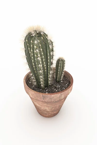 Cactus dans un pot — Photo