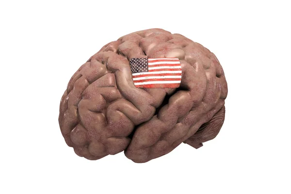 Американский мозг — стоковое фото