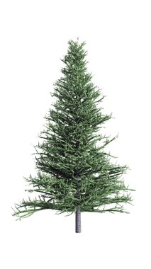 Beyaz arka plan üzerinde izole Noel köknar