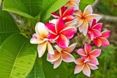 Frangipani Çiçek Bahçe