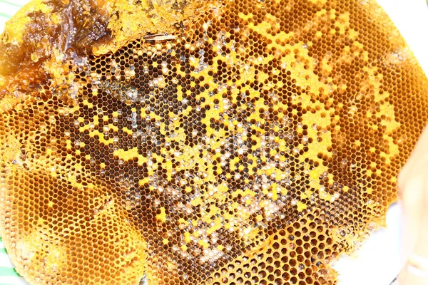 Miel de la fabrication de la ruche en nid d'abeilles gros plan . — Photo