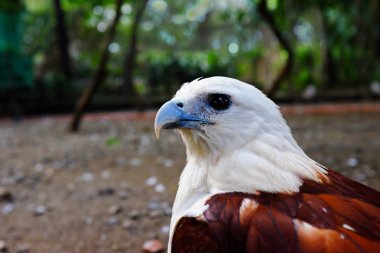 brahminy uçurtma kuş