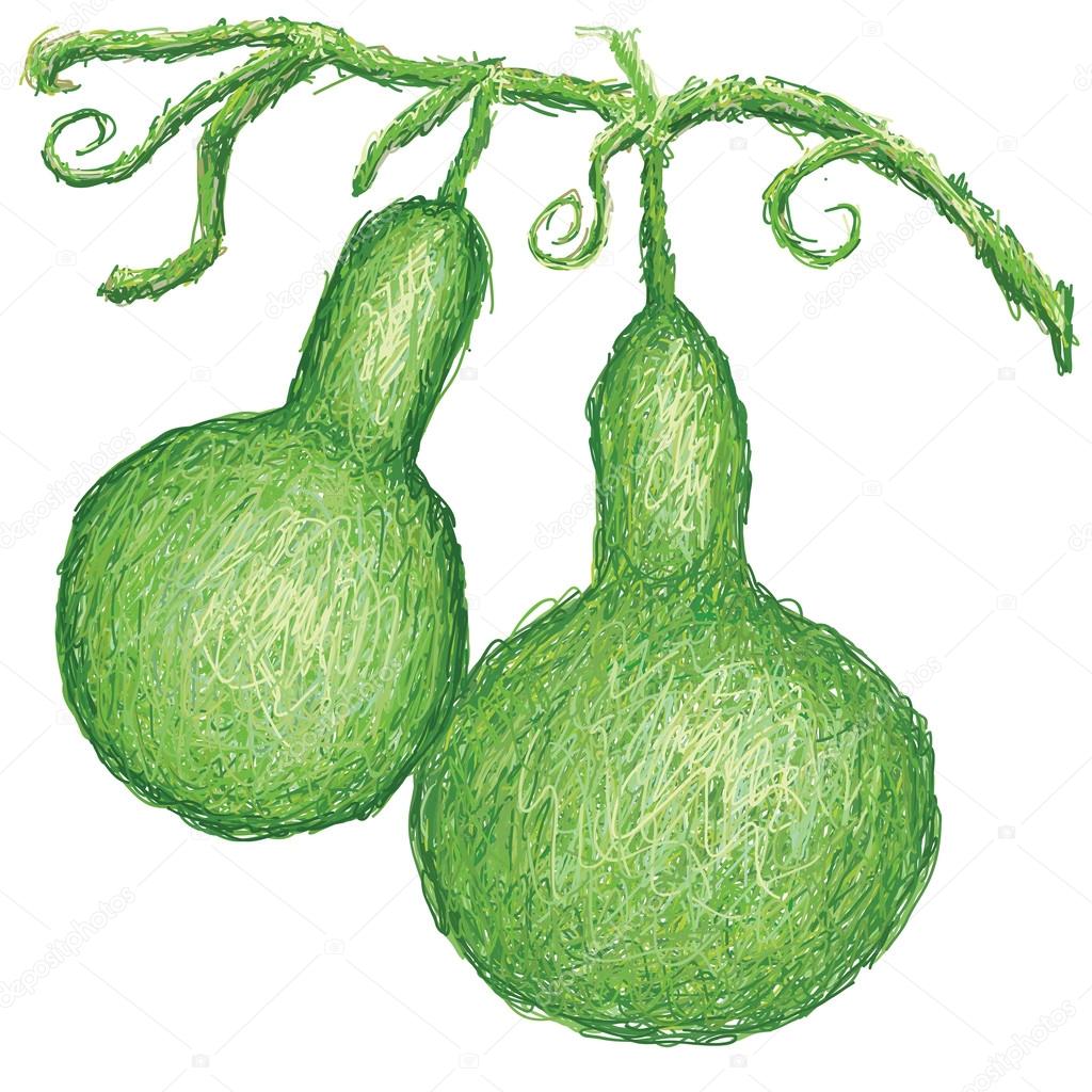 Bottle gourd Stock Vector Image by ©jomaplaon 56925469