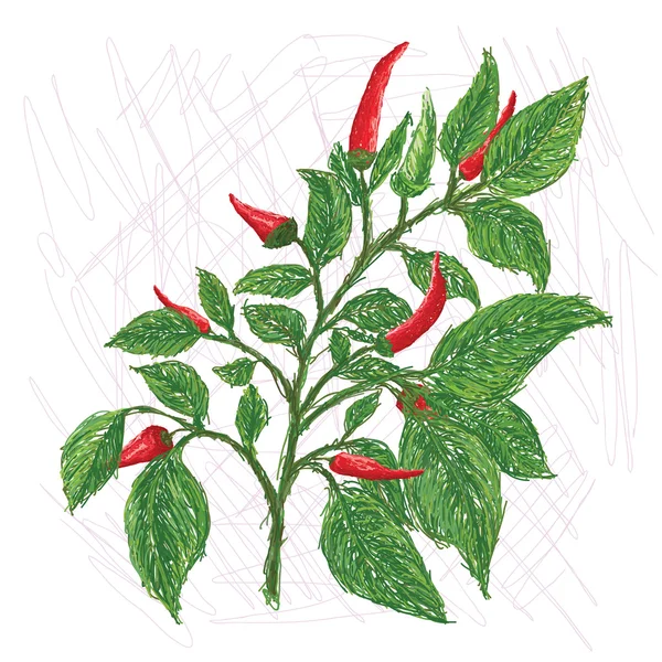 Chili bladeren — Stockvector