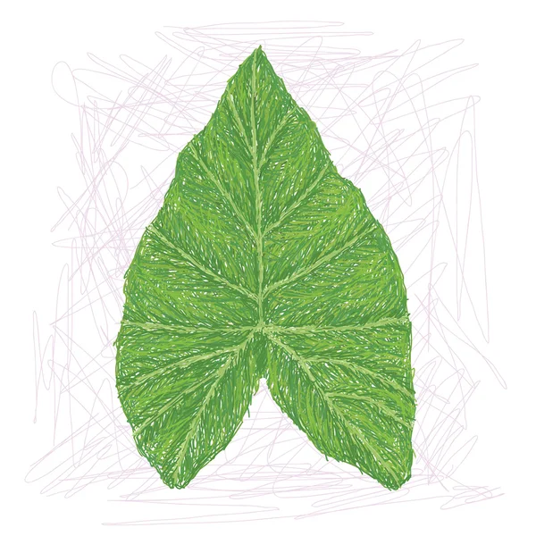 Colocasia frunze — Vector de stoc