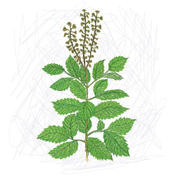 Holy basil — Stock Vector