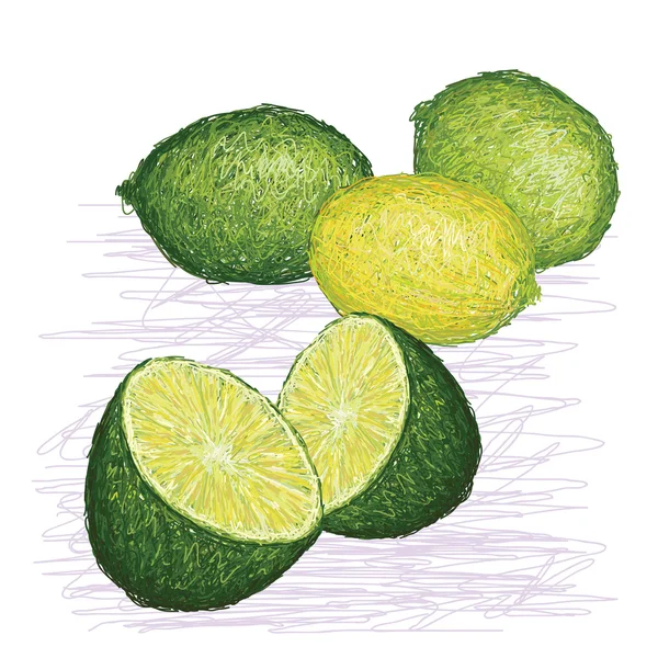 Lime citrus — Stock Vector