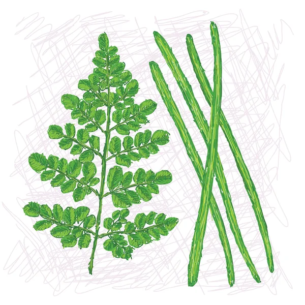 Moringa baget
