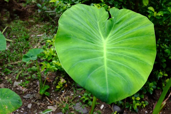 Paisaje de hoja de taro — Foto de Stock