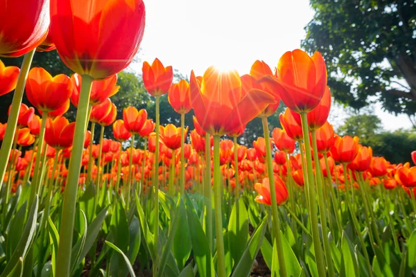 The beautiful tulip Royalty Free Stock Images