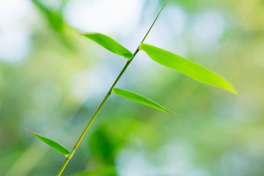 Bambu Yaprakları